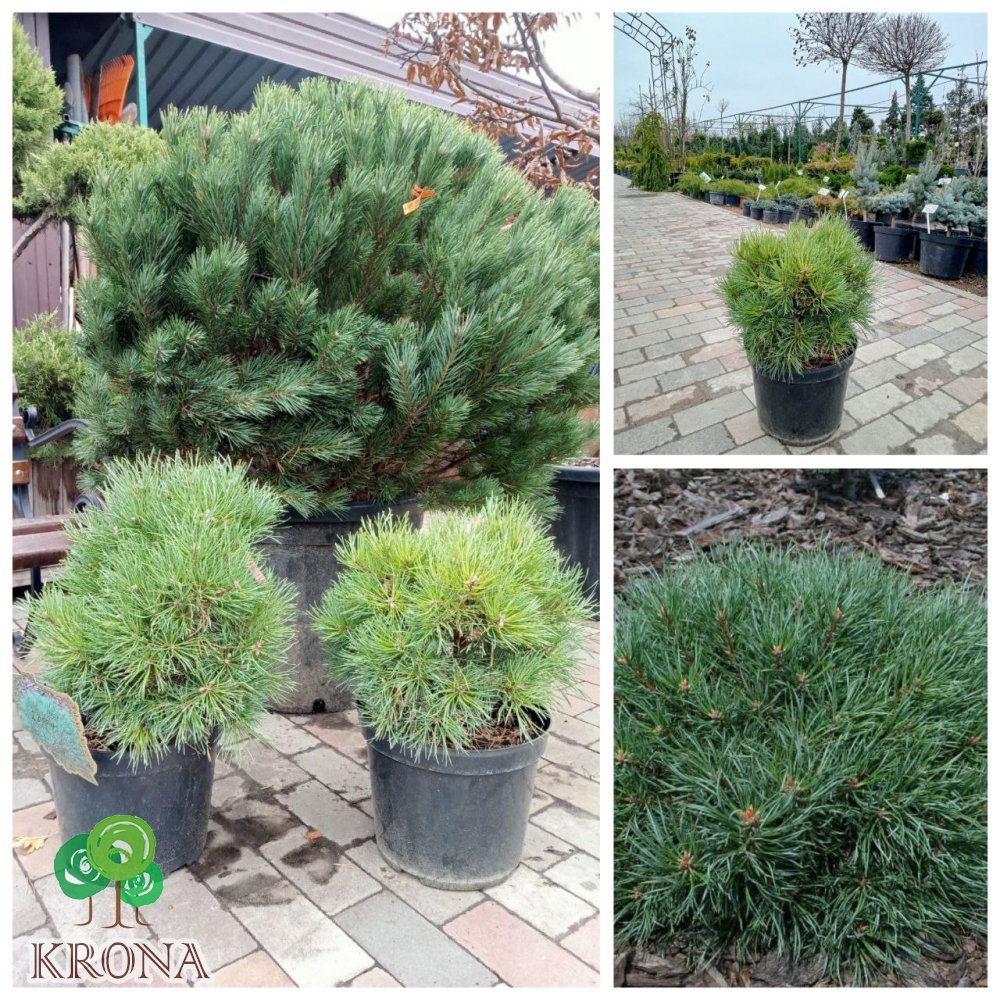 Саджанці купити Сосна звичайна (Pinus sylvestris) Frensham  /Френшем / С 12 