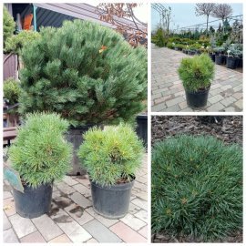 Сосна звичайна (Pinus sylvestris) Frensham  /Френшем / С 12 