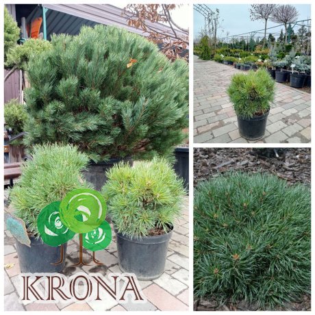 Саджанці купити Сосна звичайна (Pinus sylvestris) Frensham  /Френшем / С 12 