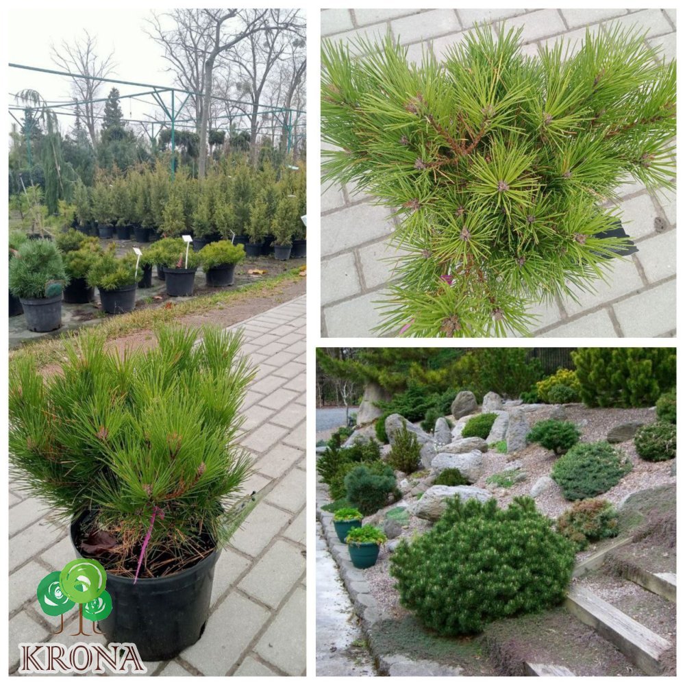Саджанці купити Сосна густоквіткова (Pinus densiflora) "Watnong" (Ватнонг) " / контейнер  С 20