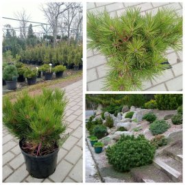 Сосна густоквіткова (Pinus densiflora) "Watnong" (Ватнонг) " / контейнер  С 20