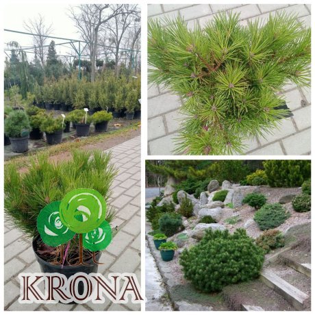 Саджанці купити Сосна густоквіткова (Pinus densiflora) "Watnong" (Ватнонг) " / контейнер  С 20