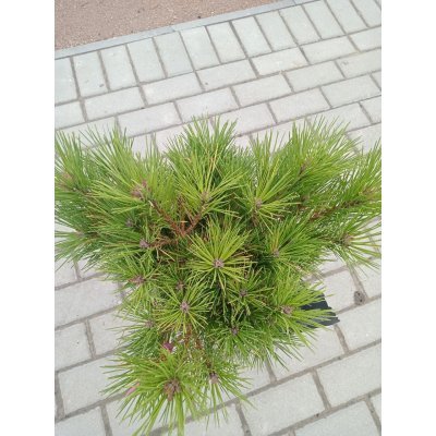 Саджанці купити Сосна густоквіткова (Pinus densiflora) "Watnong" (Ватнонг) " / контейнер  С 20