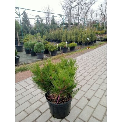 Саджанці купити Сосна густоквіткова (Pinus densiflora) "Watnong" (Ватнонг) " / контейнер  С 20