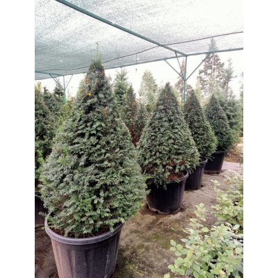 Саджанці купити Тис ягідний (Taxus baccata) топіар /конус/ H 140 + см/контейнер С 80  L