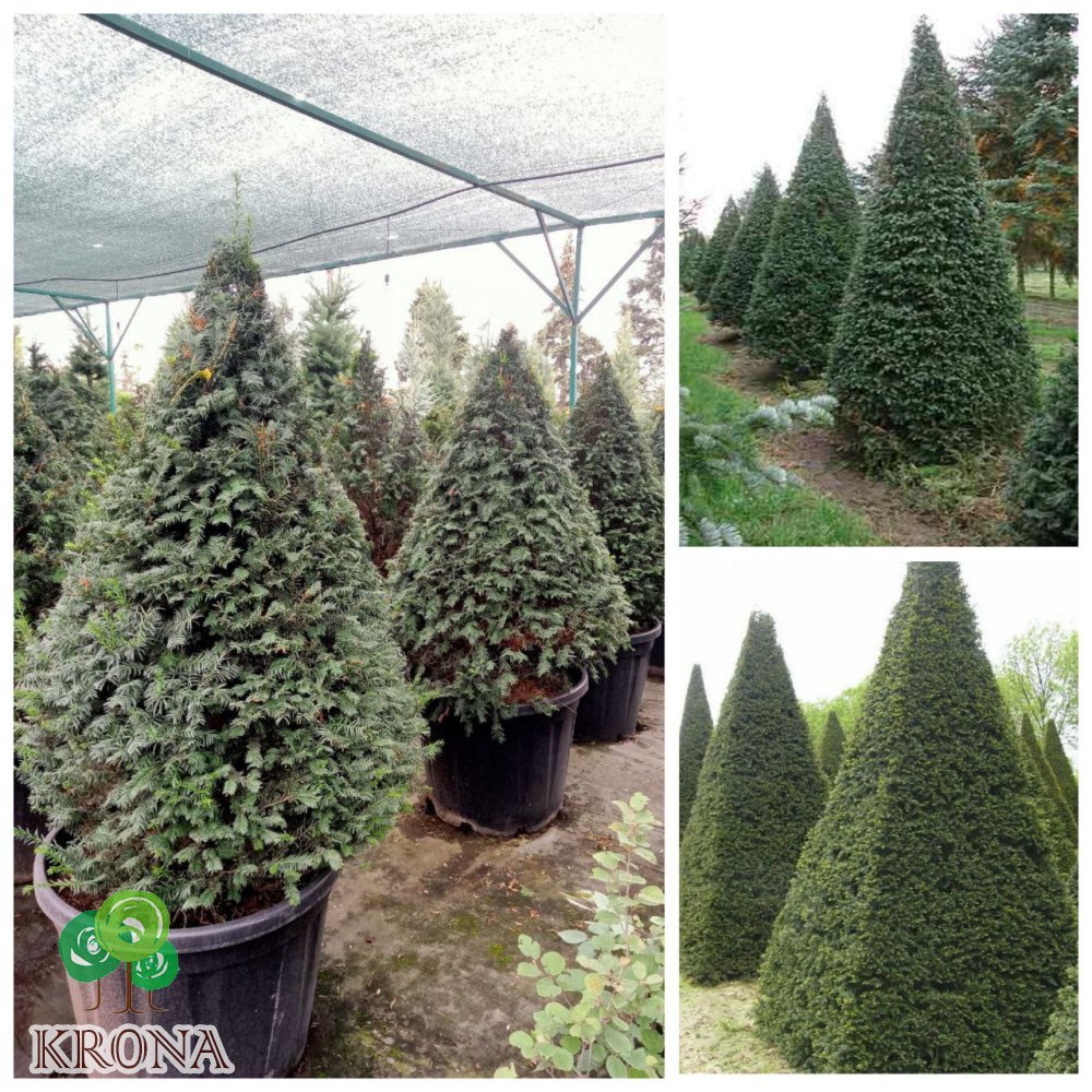 Саджанці купити Тис ягідний (Taxus baccata) топіар /конус/ H 140 + см/контейнер С 80  L