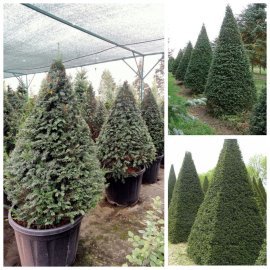 Тис ягідний (Taxus baccata) топіар /конус/ H 140 + см/контейнер С 80  L