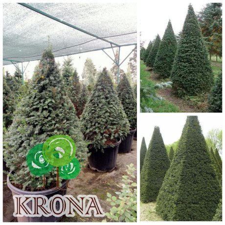 Саджанці купити Тис ягідний (Taxus baccata) топіар /конус/ H 140 + см/контейнер С 80  L