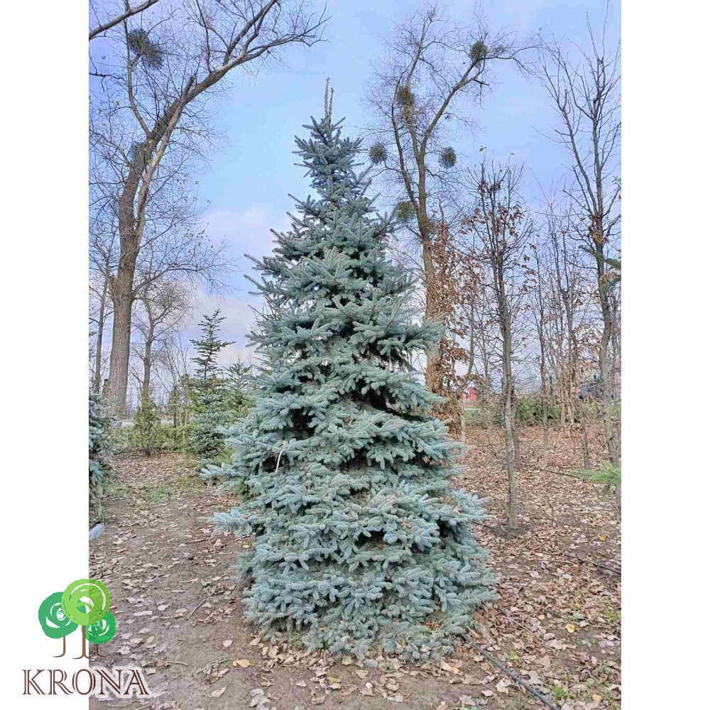 Саджанці купити Ялина колюча форма блакитна (Picea pungens f. glauca)/H 450+ см/ком
