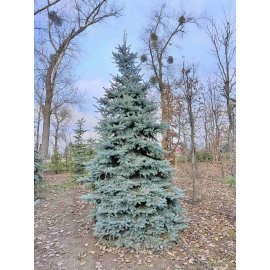 Ялина колюча форма блакитна (Picea pungens f. glauca)/H 450+ см/ком