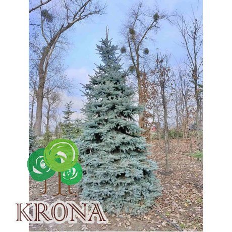 Саджанці купити Ялина колюча форма блакитна (Picea pungens f. glauca)/H 450+ см/ком
