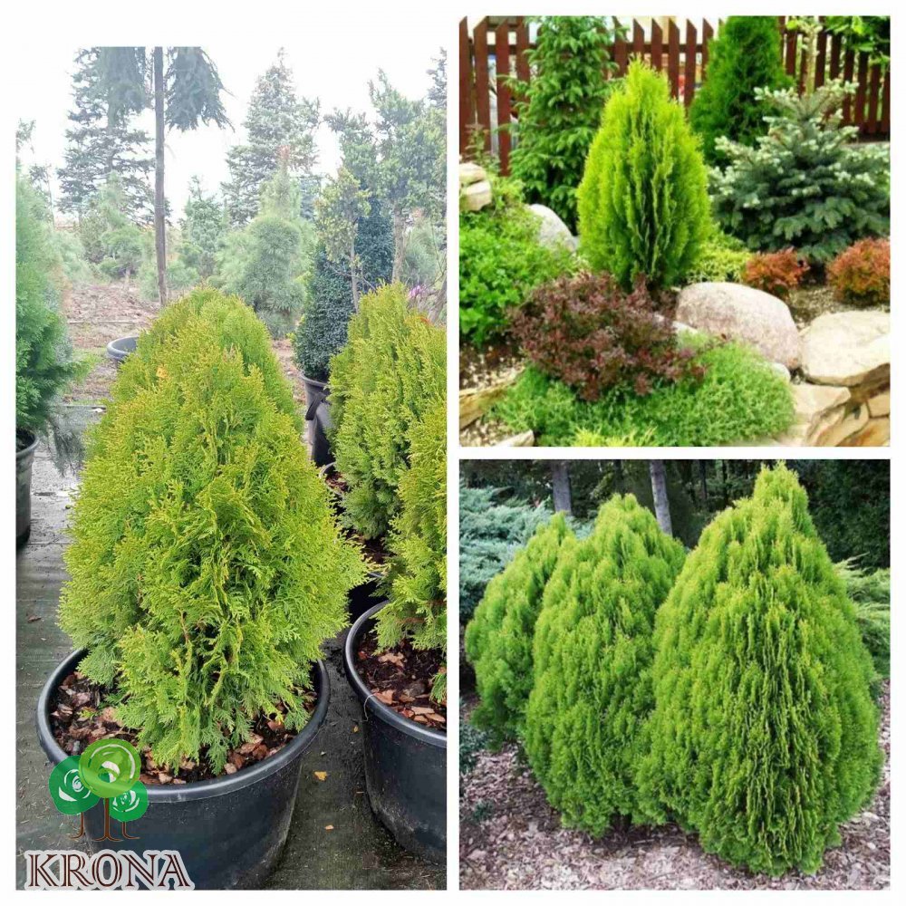 Саджанці купити Туя східна  "Ауреа Нана"/  (Thuja orientalis "Aurea Nana")/ Н 55-65 см/контейнер С 25  L