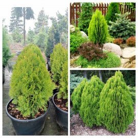 Туя східна  "Ауреа Нана"/  (Thuja orientalis "Aurea Nana")/ Н 55-65 см/контейнер С 25  L