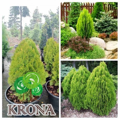 Саджанці купити Туя східна  "Ауреа Нана"/  (Thuja orientalis "Aurea Nana")/ Н 55-65 см/контейнер С 25  L