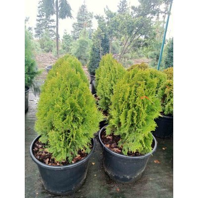 Саджанці купити Туя східна  "Ауреа Нана"/  (Thuja orientalis "Aurea Nana")/ Н 55-65 см/контейнер С 25  L