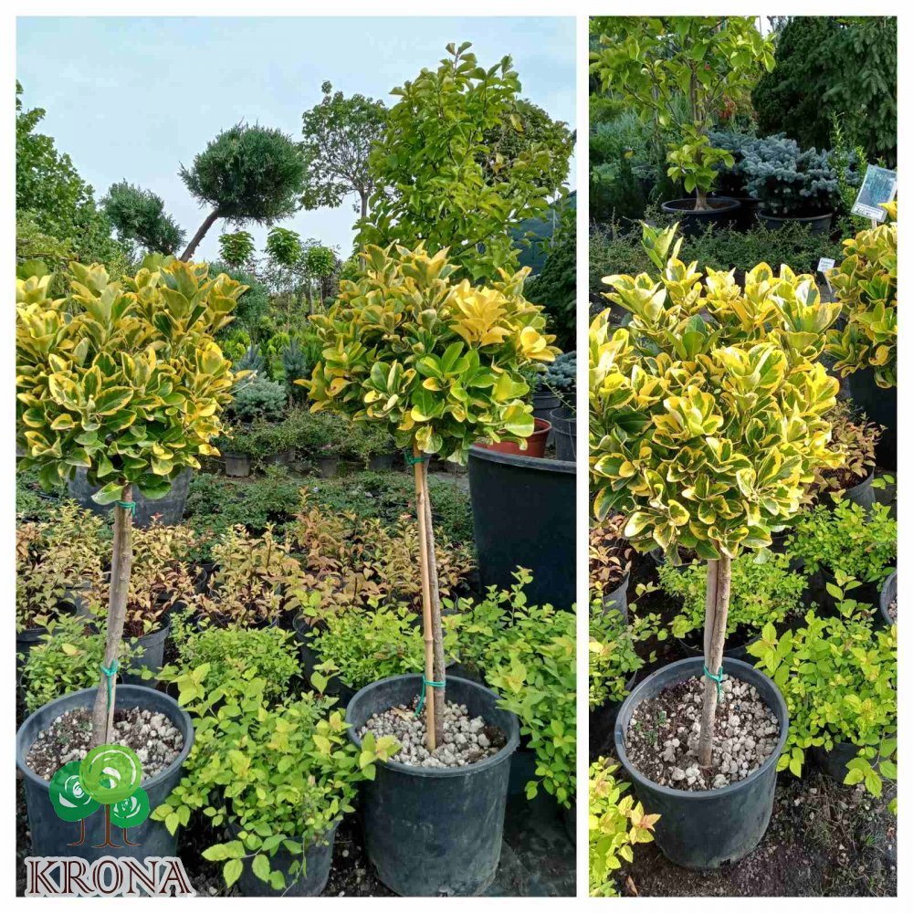 Саджанці купити Бересклет Японський  (Euonymus japonicus) "Elegantissima Aureus" на штамбі / Ра 80 см/ контейнер С10  L