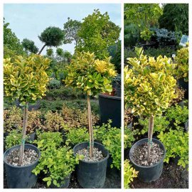 Бересклет Японський  (Euonymus japonicus) "Elegantissima Aureus" на штамбі / Ра 80 см/ контейнер С10  L