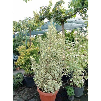 Саджанці купити Бересклет японский "Браво" (Euonymus japonicus) "Bravo" / контейнер С35  L