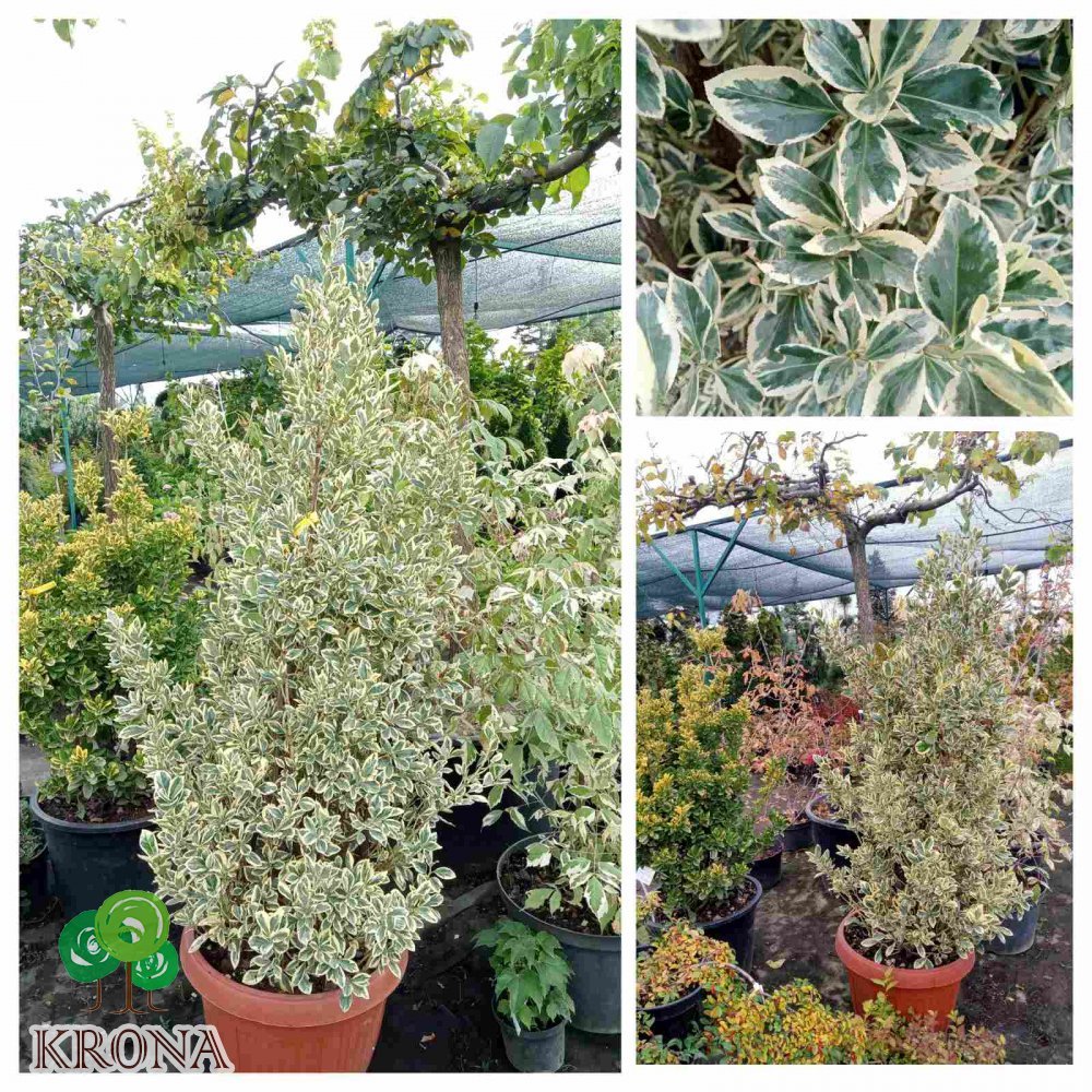 Саджанці купити Бересклет японский "Браво" (Euonymus japonicus) "Bravo" / контейнер С35  L