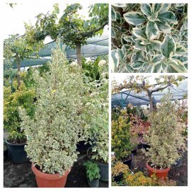 Бересклет японский "Браво" (Euonymus japonicus) "Bravo" / контейнер С35  L