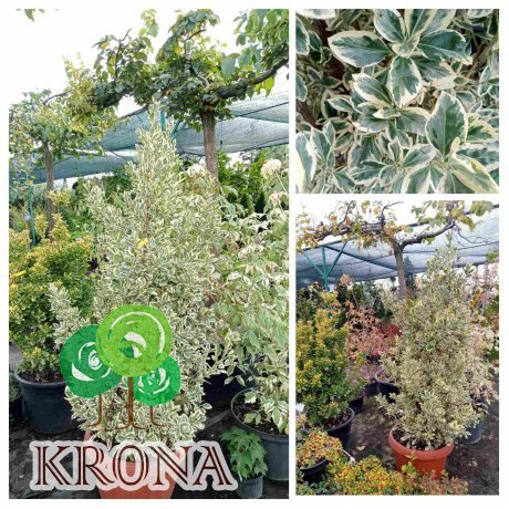 Саджанці купити Бересклет японский "Браво" (Euonymus japonicus) "Bravo" / контейнер С35  L