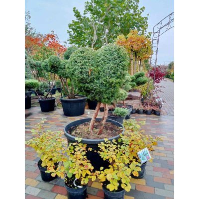 Саджанці купити Ялівець китайський (Juniperus chinensis) "Blue Alps" Фігура  Серце  /Н 120 см/D 100 см/ контейнер