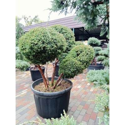 Саджанці купити Ялівець китайський (Juniperus chinensis) "Blue Alps" /Нівакі-Бонсай/Н 130 см/D 150 см/ контейнер