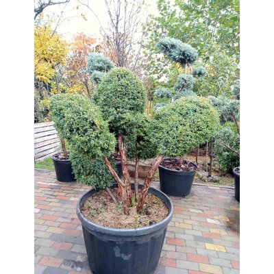 Саджанці купити Ялівець китайський (Juniperus chinensis) "Blue Alps" /Нівакі-Бонсай/Н 130 см/D 150 см/ контейнер