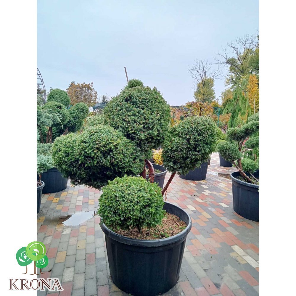 Саджанці купити Ялівець китайський (Juniperus chinensis) "Blue Alps" /Нівакі-Бонсай/Н 130 см/D 150 см/ контейнер