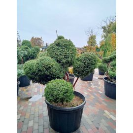 Ялівець китайський (Juniperus chinensis) "Blue Alps" /Нівакі-Бонсай/Н 130 см/D 150 см/ контейнер