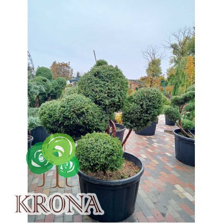 Саджанці купити Ялівець китайський (Juniperus chinensis) "Blue Alps" /Нівакі-Бонсай/Н 130 см/D 150 см/ контейнер