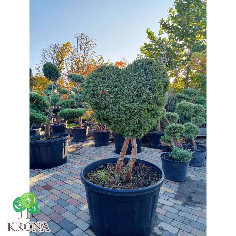 Саджанці купити Ялівець китайський (Juniperus chinensis) "Blue Alps" Фігура  Серце  /Н 120 см/D 100 см/ контейнер