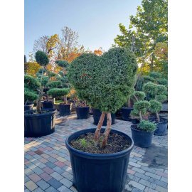Ялівець китайський (Juniperus chinensis) "Blue Alps" Фігура  Серце  /Н 120 см/D 100 см/ контейнер