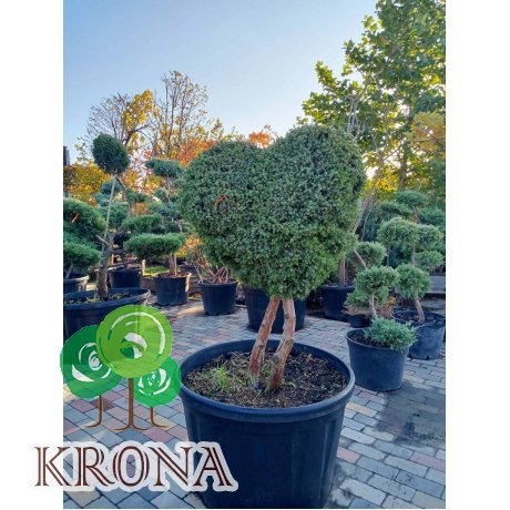 Саджанці купити Ялівець китайський (Juniperus chinensis) "Blue Alps" Фігура  Серце  /Н 120 см/D 100 см/ контейнер