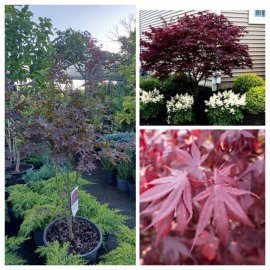 Клен віяловий пальмолистий  (Acer palmatum) "Bloodgood" / H 150 см + / контейнер С25 L