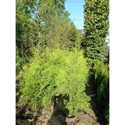 Саджанці купити Туя західна (Thuja occidentalis) "Brabant" /Н 150-180 см/ контейнер