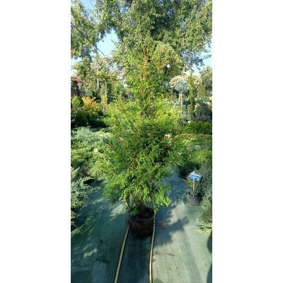 Саджанці купити Туя західна (Thuja occidentalis) "Brabant" /Н 150-180 см/ контейнер
