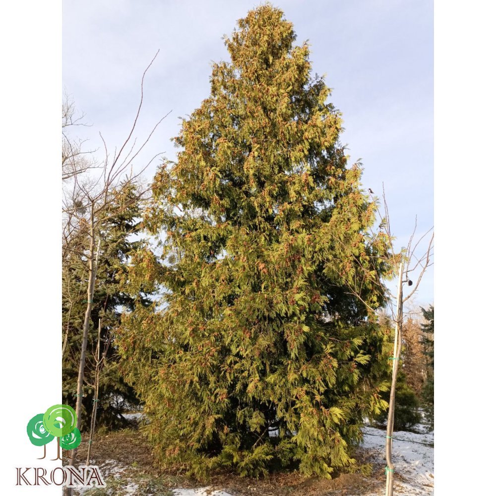 Саджанці купити Туя західна (Thuja occidentalis) "Brabant"/крупномір /Н 6-8 + метрів/ ком