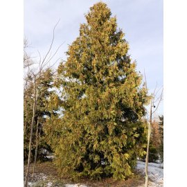 Туя західна (Thuja occidentalis) "Brabant"/крупномір /Н 6-8 + метрів/ ком