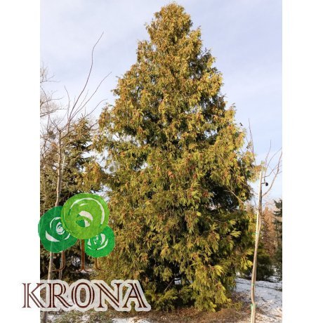 Саджанці купити Туя західна (Thuja occidentalis) "Brabant"/крупномір /Н 6-8 + метрів/ ком