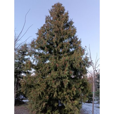 Саджанці купити Туя західна (Thuja occidentalis) "Brabant"/крупномір /Н 6-8 + метрів/ ком