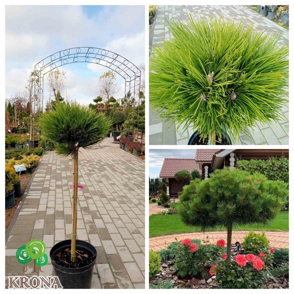 Саджанці купити Сосна чорна (Pinus nigra) "Hornibrookiana" /Stam 60-80 см/ D 35*35 см/контейнер 7.5 L 