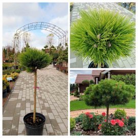 Сосна чорна (Pinus nigra) "Hornibrookiana" /Stam 60-80 см/ D 35*35 см/контейнер 7.5 L Сосна чорна (Pinus nigra) "Hornibrookiana" /Stam 60-80 см/ D 35*35 см/контейнер 7.5 L