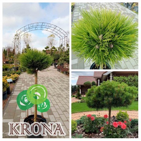 Саджанці купити Сосна чорна (Pinus nigra) "Hornibrookiana" /Stam 60-80 см/ D 35*35 см/контейнер 7.5 L 