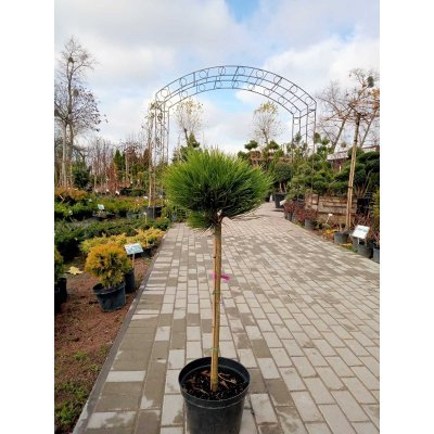 Саджанці купити Сосна чорна (Pinus nigra) "Hornibrookiana" /Stam 60-80 см/ D 35*35 см/контейнер 7.5 L 