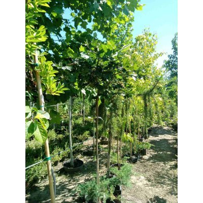 Саджанці купити Клен гостролистий (Acer platanoides) "Charles Joly"/Stam 160 см/контейнер С25 L