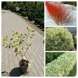 Дерен білий (Cornus alba) "Elegantissima"/Елегантіссіма /Н 50-70 см+/ контейнер C 7.5  L