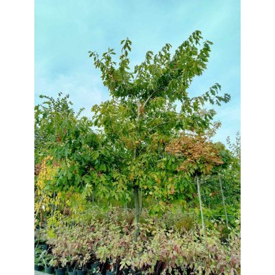 Саджанці купити Дуб червоний (Quercus rubra) / H 700 + см  /НО 46-50 см/ ком