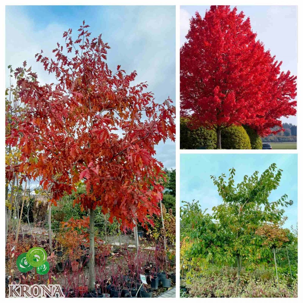 Саджанці купити Дуб червоний (Quercus rubra) / H 700 + см  /НО 46-50 см/ ком
