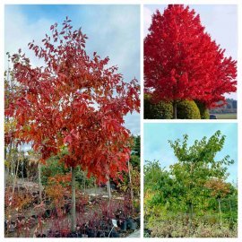 Дуб червоний (Quercus rubra) / H 700 + см  /НО 46-50 см/ ком